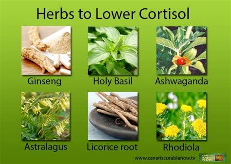 Try Essential Oils to Promote Relaxation. . Herbs that lower cortisol
